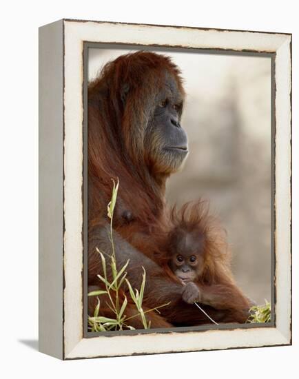 Orangutan Mother and 6-Month Old Baby in Captivity, Rio Grande Zoo-James Hager-Framed Premier Image Canvas