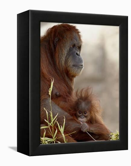 Orangutan Mother and 6-Month Old Baby in Captivity, Rio Grande Zoo-James Hager-Framed Premier Image Canvas