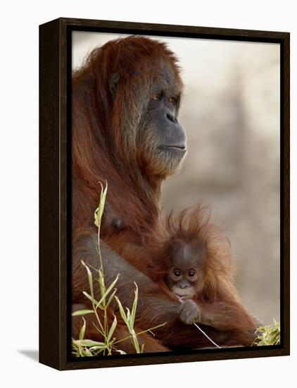 Orangutan Mother and 6-Month Old Baby in Captivity, Rio Grande Zoo-James Hager-Framed Premier Image Canvas