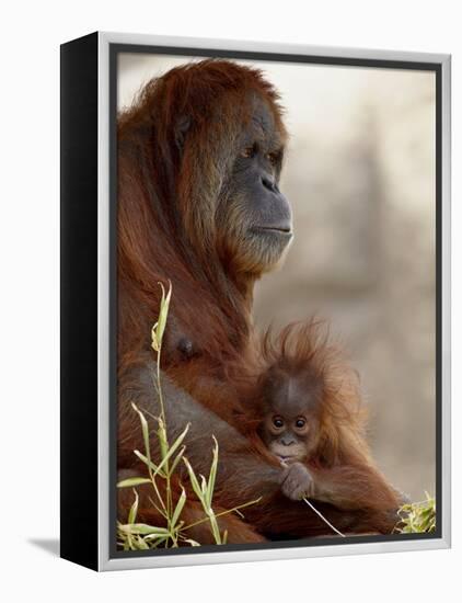 Orangutan Mother and 6-Month Old Baby in Captivity, Rio Grande Zoo-James Hager-Framed Premier Image Canvas