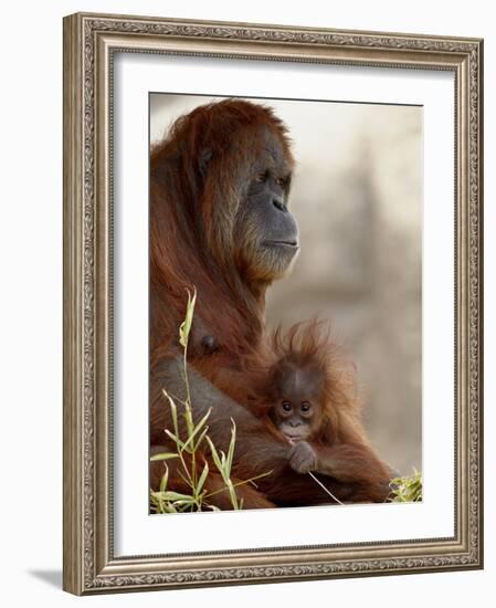 Orangutan Mother and 6-Month Old Baby in Captivity, Rio Grande Zoo-James Hager-Framed Photographic Print