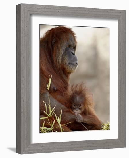 Orangutan Mother and 6-Month Old Baby in Captivity, Rio Grande Zoo-James Hager-Framed Photographic Print