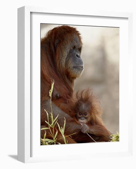 Orangutan Mother and 6-Month Old Baby in Captivity, Rio Grande Zoo-James Hager-Framed Photographic Print