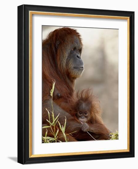 Orangutan Mother and 6-Month Old Baby in Captivity, Rio Grande Zoo-James Hager-Framed Photographic Print