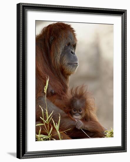 Orangutan Mother and 6-Month Old Baby in Captivity, Rio Grande Zoo-James Hager-Framed Photographic Print