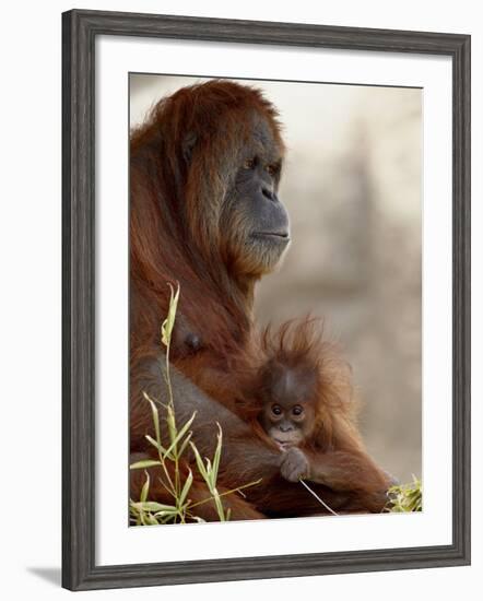 Orangutan Mother and 6-Month Old Baby in Captivity, Rio Grande Zoo-James Hager-Framed Photographic Print