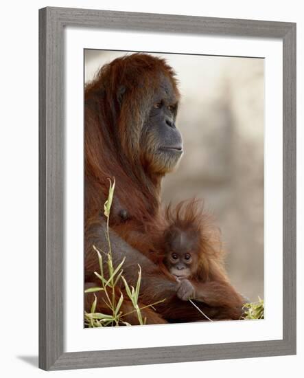 Orangutan Mother and 6-Month Old Baby in Captivity, Rio Grande Zoo-James Hager-Framed Photographic Print