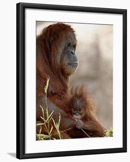 Orangutan Mother and 6-Month Old Baby in Captivity, Rio Grande Zoo-James Hager-Framed Photographic Print