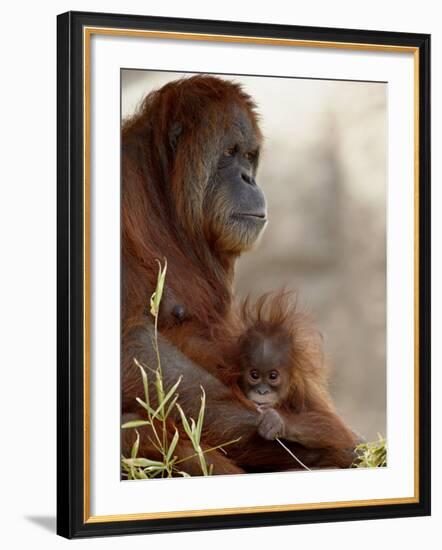 Orangutan Mother and 6-Month Old Baby in Captivity, Rio Grande Zoo-James Hager-Framed Photographic Print