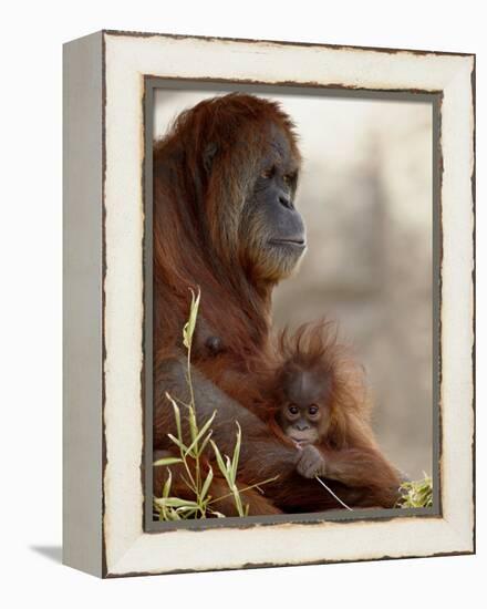 Orangutan Mother and 6-Month Old Baby in Captivity, Rio Grande Zoo-James Hager-Framed Premier Image Canvas