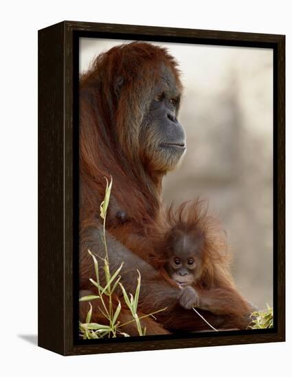 Orangutan Mother and 6-Month Old Baby in Captivity, Rio Grande Zoo-James Hager-Framed Premier Image Canvas