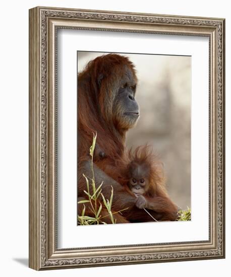 Orangutan Mother and 6-Month Old Baby in Captivity, Rio Grande Zoo-James Hager-Framed Photographic Print