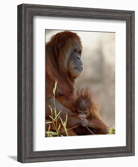 Orangutan Mother and 6-Month Old Baby in Captivity, Rio Grande Zoo-James Hager-Framed Photographic Print