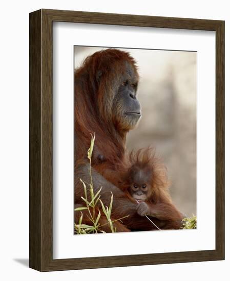 Orangutan Mother and 6-Month Old Baby in Captivity, Rio Grande Zoo-James Hager-Framed Photographic Print