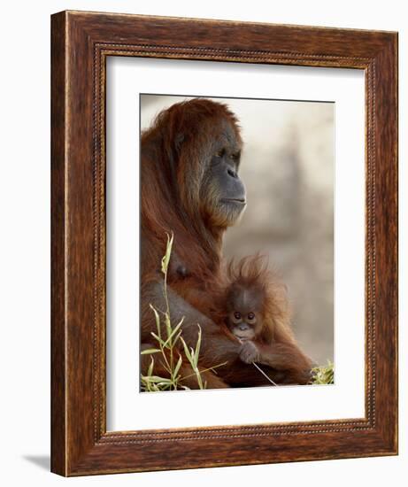 Orangutan Mother and 6-Month Old Baby in Captivity, Rio Grande Zoo-James Hager-Framed Photographic Print