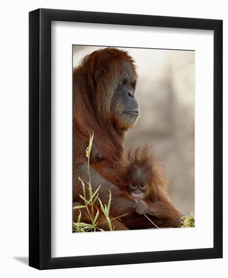 Orangutan Mother and 6-Month Old Baby in Captivity, Rio Grande Zoo-James Hager-Framed Photographic Print