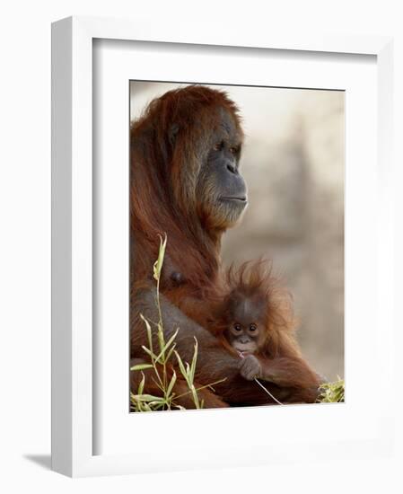 Orangutan Mother and 6-Month Old Baby in Captivity, Rio Grande Zoo-James Hager-Framed Photographic Print