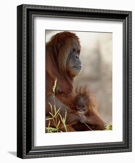 Orangutan Mother and 6-Month Old Baby in Captivity, Rio Grande Zoo-James Hager-Framed Photographic Print