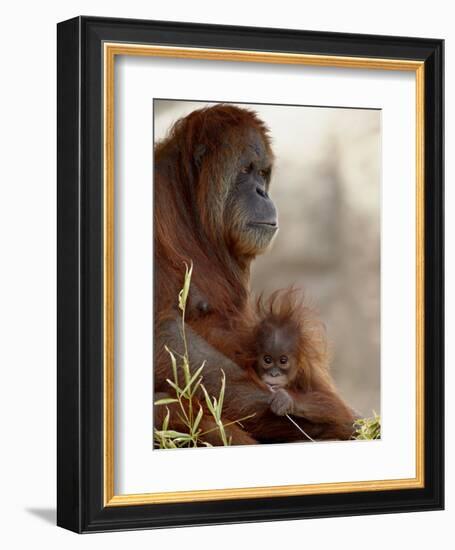 Orangutan Mother and 6-Month Old Baby in Captivity, Rio Grande Zoo-James Hager-Framed Photographic Print