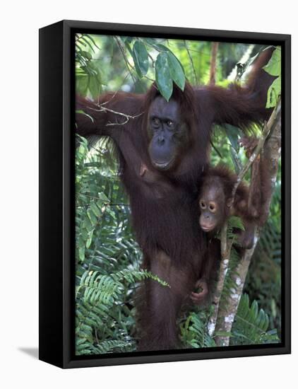 Orangutan Mother and Baby in Tree, Tanjung National Park, Borneo-Theo Allofs-Framed Premier Image Canvas
