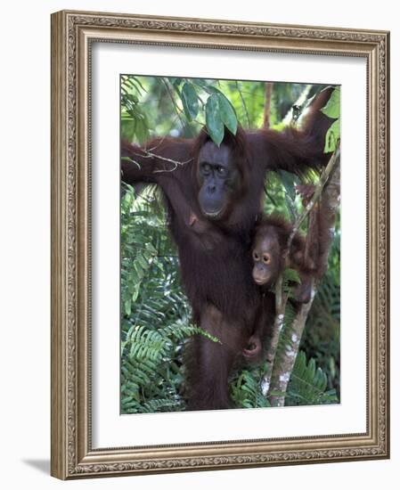 Orangutan Mother and Baby in Tree, Tanjung National Park, Borneo-Theo Allofs-Framed Photographic Print