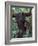 Orangutan Mother and Baby in Tree, Tanjung National Park, Borneo-Theo Allofs-Framed Photographic Print