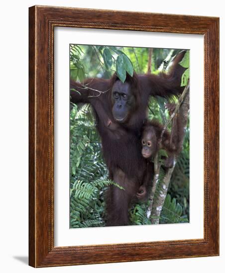 Orangutan Mother and Baby in Tree, Tanjung National Park, Borneo-Theo Allofs-Framed Photographic Print