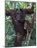 Orangutan Mother and Baby in Tree, Tanjung National Park, Borneo-Theo Allofs-Mounted Photographic Print