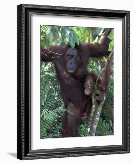 Orangutan Mother and Baby in Tree, Tanjung National Park, Borneo-Theo Allofs-Framed Photographic Print