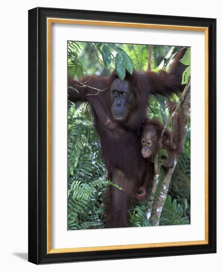 Orangutan Mother and Baby in Tree, Tanjung National Park, Borneo-Theo Allofs-Framed Photographic Print