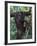 Orangutan Mother and Baby in Tree, Tanjung National Park, Borneo-Theo Allofs-Framed Photographic Print