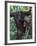 Orangutan Mother and Baby in Tree, Tanjung National Park, Borneo-Theo Allofs-Framed Photographic Print