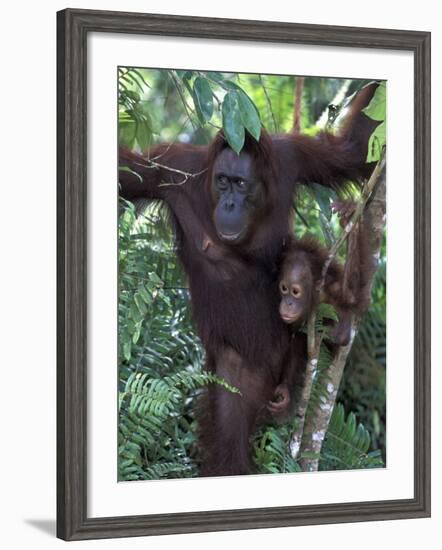 Orangutan Mother and Baby in Tree, Tanjung National Park, Borneo-Theo Allofs-Framed Photographic Print