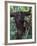 Orangutan Mother and Baby in Tree, Tanjung National Park, Borneo-Theo Allofs-Framed Photographic Print