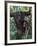 Orangutan Mother and Baby in Tree, Tanjung National Park, Borneo-Theo Allofs-Framed Photographic Print