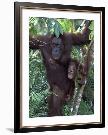 Orangutan Mother and Baby in Tree, Tanjung National Park, Borneo-Theo Allofs-Framed Photographic Print