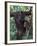 Orangutan Mother and Baby in Tree, Tanjung National Park, Borneo-Theo Allofs-Framed Photographic Print