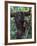 Orangutan Mother and Baby in Tree, Tanjung National Park, Borneo-Theo Allofs-Framed Photographic Print