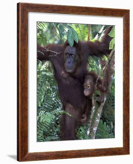 Orangutan Mother and Baby in Tree, Tanjung National Park, Borneo-Theo Allofs-Framed Photographic Print