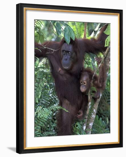 Orangutan Mother and Baby in Tree, Tanjung National Park, Borneo-Theo Allofs-Framed Photographic Print