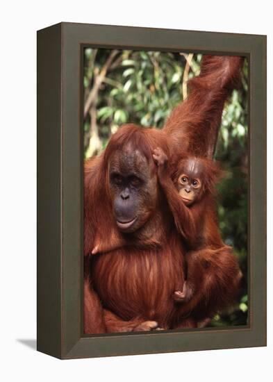 Orangutan Mother and Child-DLILLC-Framed Premier Image Canvas