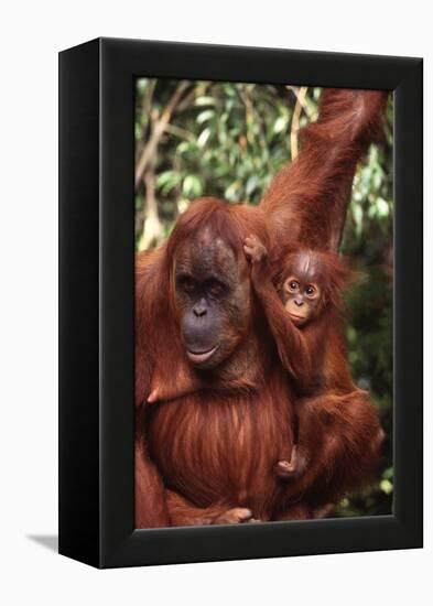 Orangutan Mother and Child-DLILLC-Framed Premier Image Canvas
