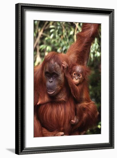 Orangutan Mother and Child-DLILLC-Framed Photographic Print