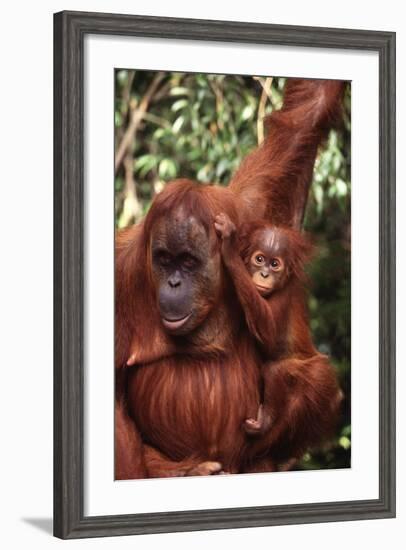 Orangutan Mother and Child-DLILLC-Framed Photographic Print