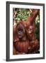 Orangutan Mother and Child-DLILLC-Framed Photographic Print