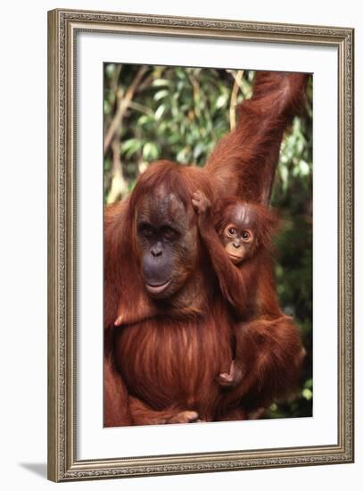 Orangutan Mother and Child-DLILLC-Framed Photographic Print