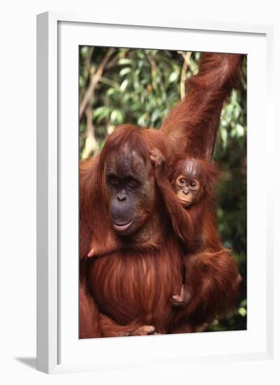 Orangutan Mother and Child-DLILLC-Framed Photographic Print