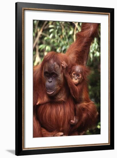 Orangutan Mother and Child-DLILLC-Framed Photographic Print