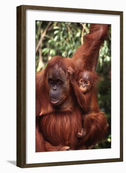 Orangutan Mother and Child-DLILLC-Framed Photographic Print