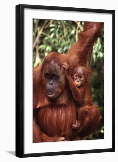 Orangutan Mother and Child-DLILLC-Framed Photographic Print